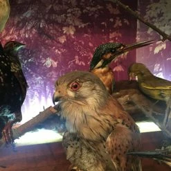 Vendora ΣΥΛΛΟΓΗ ΑΠΟ ΤΑΡΥΧΕΥΜΕΝΑ ΠΟΥΛΙΑ & ΜΙΚΡΟΖΩΑ 17 Vendora ΣΥΛΛΟΓΗ ΑΠΟ ΤΑΡΥΧΕΥΜΕΝΑ ΠΟΥΛΙΑ & ΜΙΚΡΟΖΩΑ -vendora shop 56fb240165069eeeacb2e82b5b9ab919e3d9eb77 xl