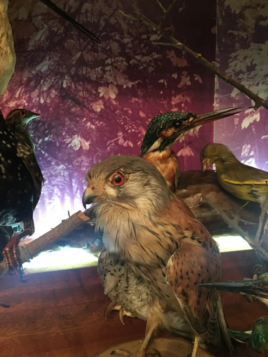 Vendora ΣΥΛΛΟΓΗ ΑΠΟ ΤΑΡΥΧΕΥΜΕΝΑ ΠΟΥΛΙΑ & ΜΙΚΡΟΖΩΑ 6 Vendora ΣΥΛΛΟΓΗ ΑΠΟ ΤΑΡΥΧΕΥΜΕΝΑ ΠΟΥΛΙΑ & ΜΙΚΡΟΖΩΑ - Image 4