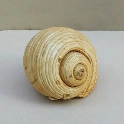 Vendora Θαλασσιο Σαλιγκαρι "Tonna Galea". -vendora shop 579f0fb601e1320f51a5bc2ac4bf69435d2135c7 xl