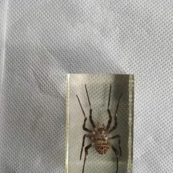 Vendora ΕΠΙΤΡΑΠΈΖΙΑ ΔΙΑΚΟΣΜΗΤΙΚΆ ΜΕ ΑΡΘΡΟΠΟΔΑ ΠΕΡΙΚΛΥΟΜΕΝΑ ΜΕ ΓΥΑΛΊ (ΠΑΚΈΤΟ 6 ΤΕΜΑΧΙΑ) -vendora shop 57d40e74f6e439954bb6bbc69b77cbe662d4f877 xl