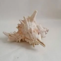 Vendora ΚΟΧΥΛΙΑ Natural Huge, Giant Murex Cone Shell For Your Collection, Beach Home Decor -vendora shop 5a884c32353c48185ed0b3d40a921ecf76e5dbb5 xl