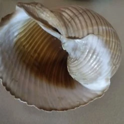 Vendora ΚΟΧΥΛΙ ΘΑΛΑΣΣΗΣ ΣΥΛΕΚΤΙΚΟ -vendora shop 5ae49a6664abef8aac65748bc9aab831097f31ed xl