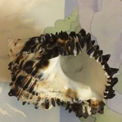 Vendora Κοχύλι θαλασσης -vendora shop 5b02c0a560949c057c803c687325435ae4b77f99 xl