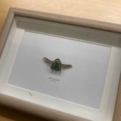 Vendora βαλσαμωμένο έντομο