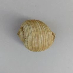 Vendora Θαλασσιο Σαλιγκαρι "Tonna Galea". -vendora shop 5b3aa5071ea08e6d44b0b655cf4f76274a9668b0 xl