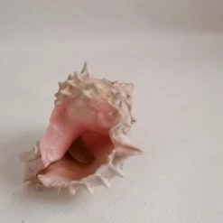 Vendora ΚΟΧΥΛΙΑ Marine Sea Decoration 9 Cm Conch Natural Ornaments Shell -vendora shop 5b42d50bdcf8978a832570963203ea8e973a2309 xl