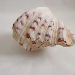 Vendora ΚΟΧΥΛΙΑ Marine Sea Decor 18cm Giant Clam Tridacna Big Conch Natural Craft Ornaments 13 Vendora ΚΟΧΥΛΙΑ Marine Sea Decor 18cm Giant Clam Tridacna Big Conch Natural Craft Ornaments -vendora shop 5b7f590542f754e87e1c8099de0985a963c6a3b3 xl