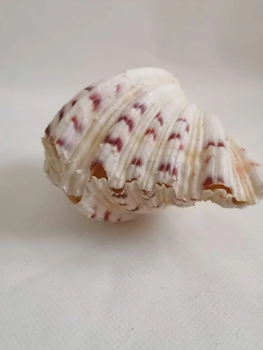 Vendora ΚΟΧΥΛΙΑ Marine Sea Decor 18cm Giant Clam Tridacna Big Conch Natural Craft Ornaments 7 Vendora ΚΟΧΥΛΙΑ Marine Sea Decor 18cm Giant Clam Tridacna Big Conch Natural Craft Ornaments - Image 5