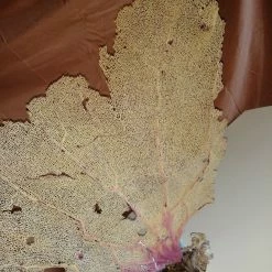 Vendora Φυσικό γνήσιο κοράλλι. 17 Vendora Φυσικό γνήσιο κοράλλι. -vendora shop 5ce30b74121a8828933816a2c91714eabece3239 xl