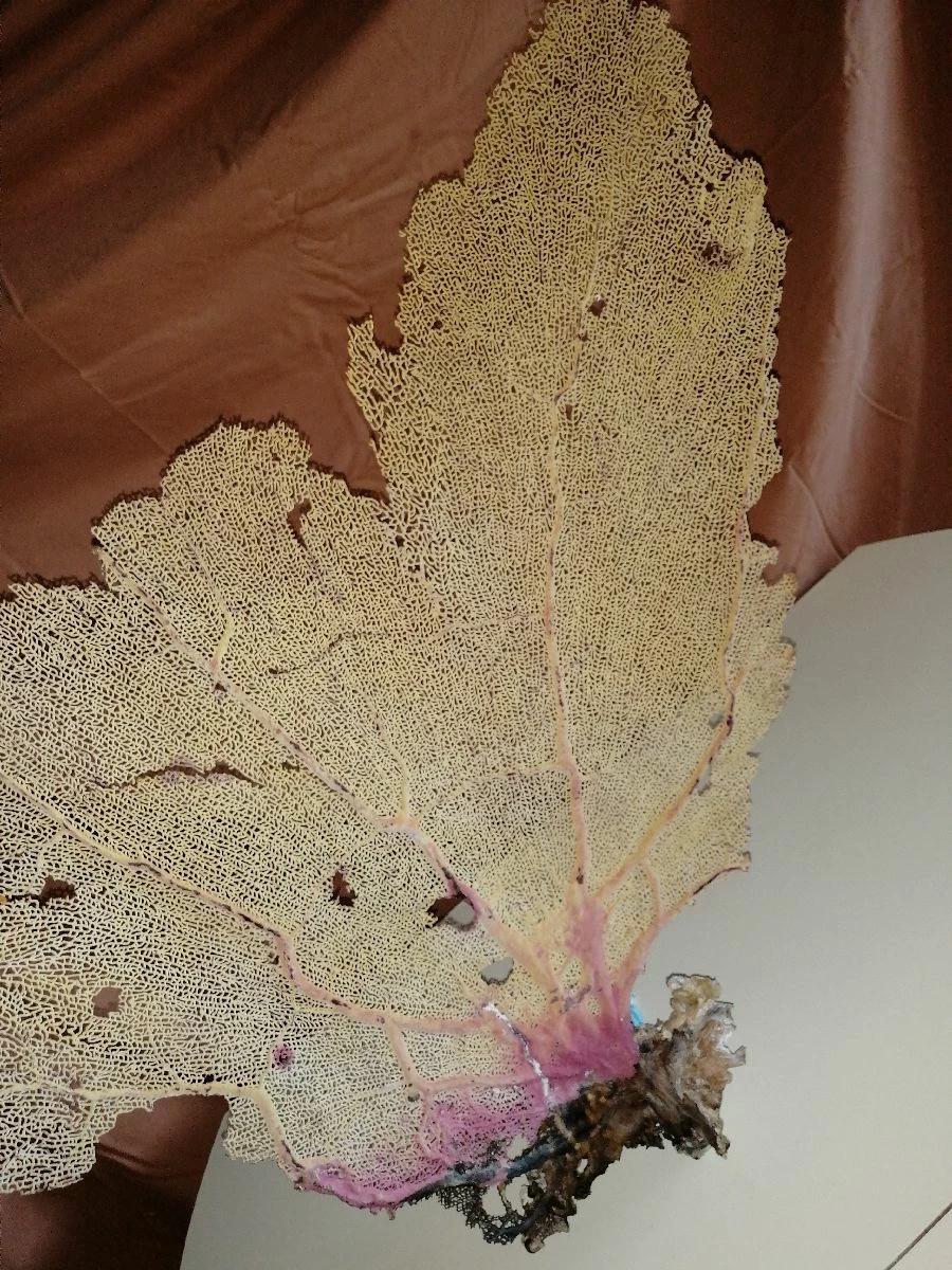 Vendora Φυσικό γνήσιο κοράλλι. 6 Vendora Φυσικό γνήσιο κοράλλι. - Image 4