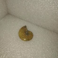 Vendora Απολιθωμα Πετρωμα Κοχυλι Μαδαγασκαρης -vendora shop 5d28a71b9723c9bc2df46dfe35a8cde8eb93e99b xl