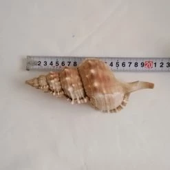 Vendora ΚΟΧΥΛΙΑ Natural Big Seashell Conch Mussel Large Seashell Snail Aquarium -vendora shop 5d2a74f12d3d25ce1fa4919dbe25c88d549a3f92 xl