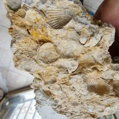 Vendora Μοναδικοί παλαιοντολογικοί λίθοι 250 εκατομμυρίων ετών με απολιθώματα κοχυλιών -vendora shop 5d46d165d75277ff11596e393efe0acb29f839a4 xl