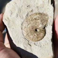 Vendora Απολίθωμα