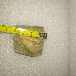 Vendora Φυσικο Απολιθωμα Ασπονδυλο Τριλοβιτης -vendora shop 5da6c530dc1eaa34fe8a142bd26831ce87de5f54 xl