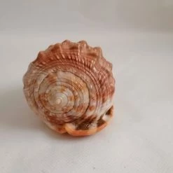 Vendora ΚΟΧΥΛΙΑ Natural Big Sea Shells Snail Wanbao Conch Helmet Shell Νο2 -vendora shop 5dc6b488dbd9ceffab709a4d466a11a528b5180a xl