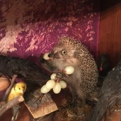 Vendora ΣΥΛΛΟΓΗ ΑΠΟ ΤΑΡΥΧΕΥΜΕΝΑ ΠΟΥΛΙΑ & ΜΙΚΡΟΖΩΑ 22 Vendora ΣΥΛΛΟΓΗ ΑΠΟ ΤΑΡΥΧΕΥΜΕΝΑ ΠΟΥΛΙΑ & ΜΙΚΡΟΖΩΑ -vendora shop 5ecf537decfd912577a23bab2da475ee4deef665 xl