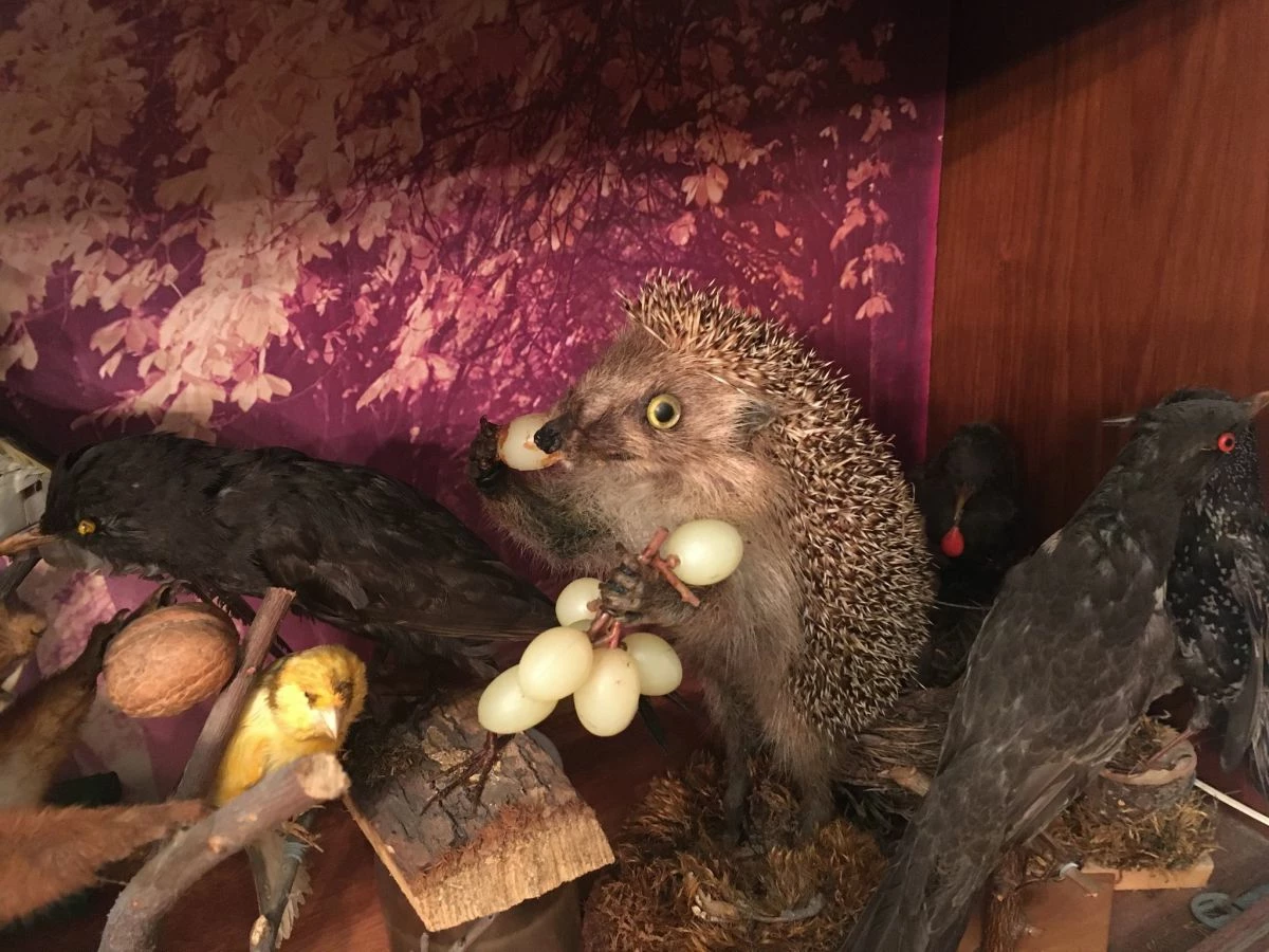 Vendora ΣΥΛΛΟΓΗ ΑΠΟ ΤΑΡΥΧΕΥΜΕΝΑ ΠΟΥΛΙΑ & ΜΙΚΡΟΖΩΑ 11 Vendora ΣΥΛΛΟΓΗ ΑΠΟ ΤΑΡΥΧΕΥΜΕΝΑ ΠΟΥΛΙΑ & ΜΙΚΡΟΖΩΑ - Image 9