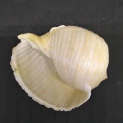 Vendora Όστρακο -vendora shop 6049af9859f24609253d76225b90ab4aac870a4a xl