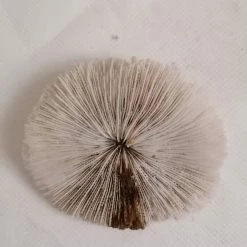 Vendora ΚΟΧΥΛΙΑ White Natural Mushroom Coral Round 8,5cm -vendora shop 61b9eab998acacf627b1d05aa38ca7a14e4965a9 xl