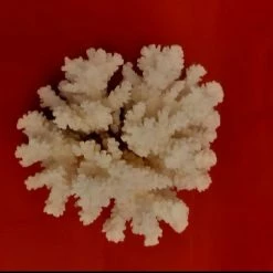 Vendora Φυσικός κοραλλιογενής ύφαλος.Διαστάσεις:17χ13 εκ -vendora shop 62b51fad4fda3d1f365c455a26dc9e67c75399c7 xl