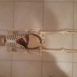 Vendora Πωλείται σκελετός " ανθρώπινο σώμα " 7 Vendora Πωλείται σκελετός " ανθρώπινο σώμα " -vendora shop 64605829870eb24f7d1464272ef0e0f28ca82b3d xl