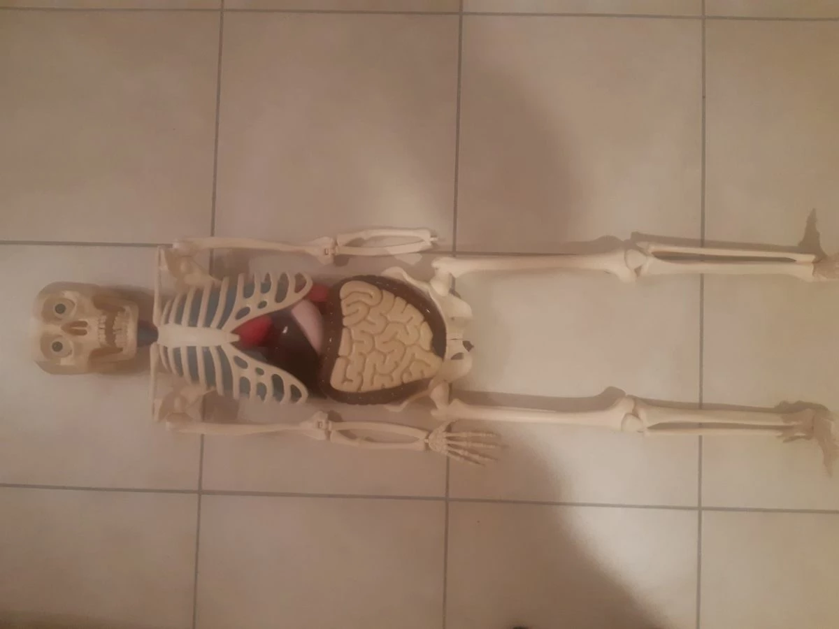 Vendora Πωλείται σκελετός " ανθρώπινο σώμα " 5 Vendora Πωλείται σκελετός " ανθρώπινο σώμα " - Image 3