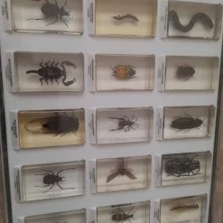 Vendora ΖΩΥΦΙΑ NATIONAL GEOGRAPHIC -vendora shop 6478e19103484e45340fd8c96c53c59366a551a8 xl