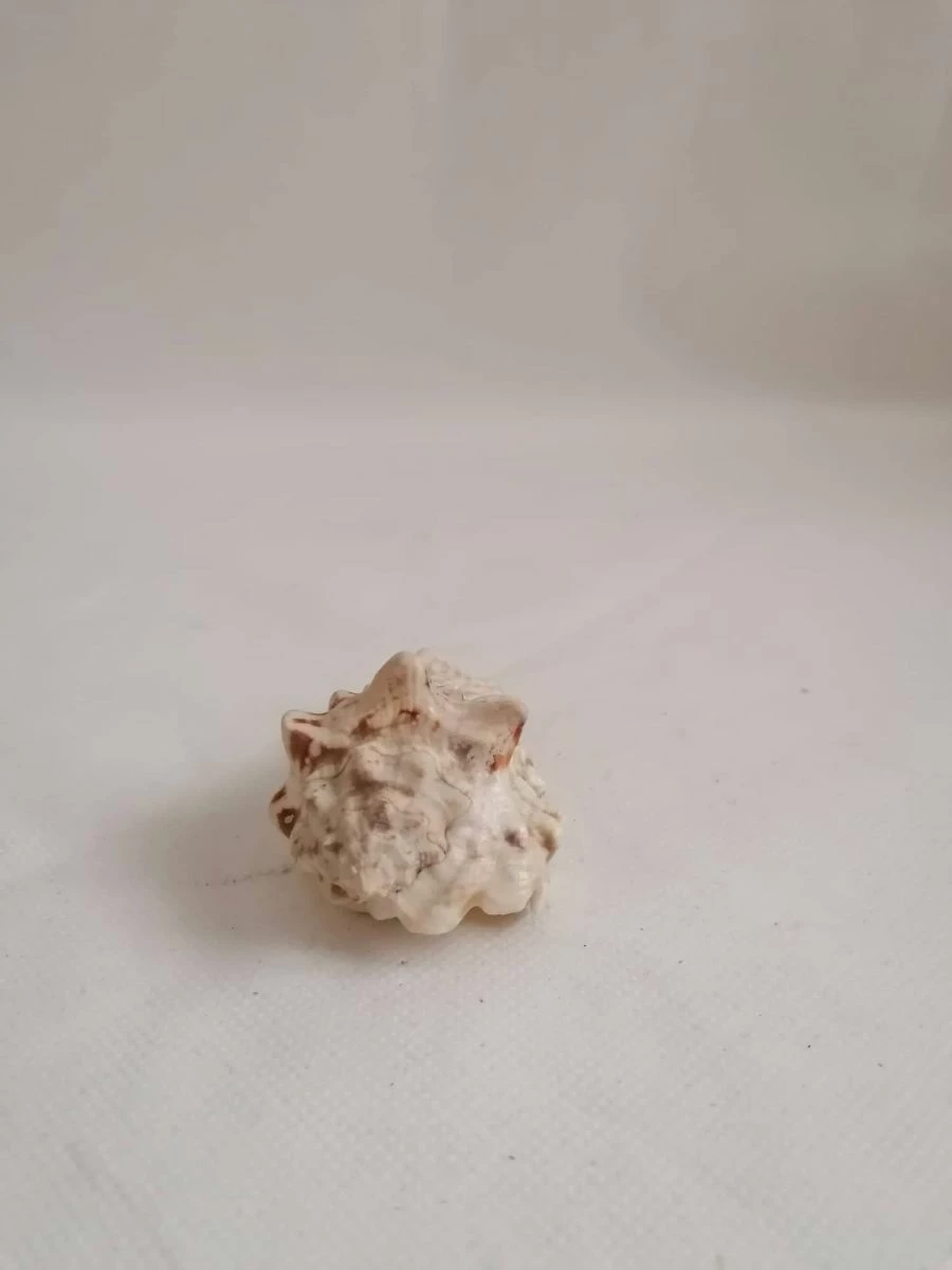 Vendora ΚΟΧΥΛΙΑ Natural Conch Shell Dragon Head Snail 8cm 3 Vendora ΚΟΧΥΛΙΑ Natural Conch Shell Dragon Head Snail 8cm