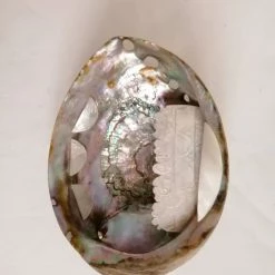 Vendora ΚΟΧΥΛΙΑ Large Abalone Shell Pacific Mother Of Pearls -vendora shop 64c89443361bc89cde5413828556d006735f1aaa xl