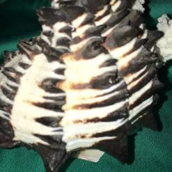 Vendora Σύνθεση από διαφορά κοχυλια -vendora shop 65194372a320f317e40c741891c0df27ff2effa9 xl