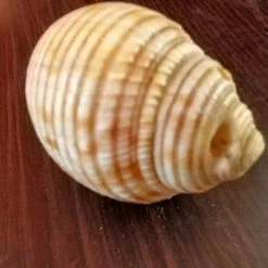 Vendora 12 Κοχύλια της 10ετίας του 1970