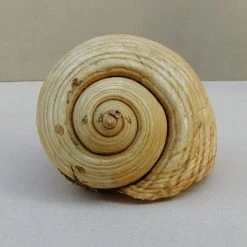 Vendora Θαλασσιο Σαλιγκαρι "Tonna Galea". -vendora shop 678e6d9c422e86b76c4a19fe0f018a5158a98b30 xl