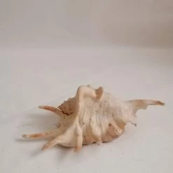 Vendora ΚΟΧΥΛΙΑ Natural Conch Shells Spider Shell 13cm -vendora shop 67c1d4f1e707342735e2534b4fc2905723400f30 xl