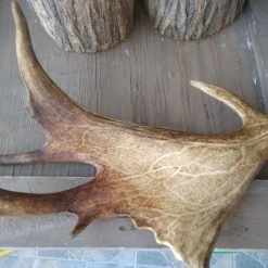 Vendora πλατυ κερατο ελαφιου για διακοσμητικο τραπεζιου -vendora shop 681188e4cfb4a6bd8d1d99d985398853ba0cdc37 xl