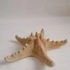 Vendora ΚΟΧΥΛΙΑ Big Natural Thorny Starfish, Sea Ocean Water Marine Ornamental Bathroom Shell -vendora shop 6890fd6daa5262448995e28728b520f4f5396747 xl