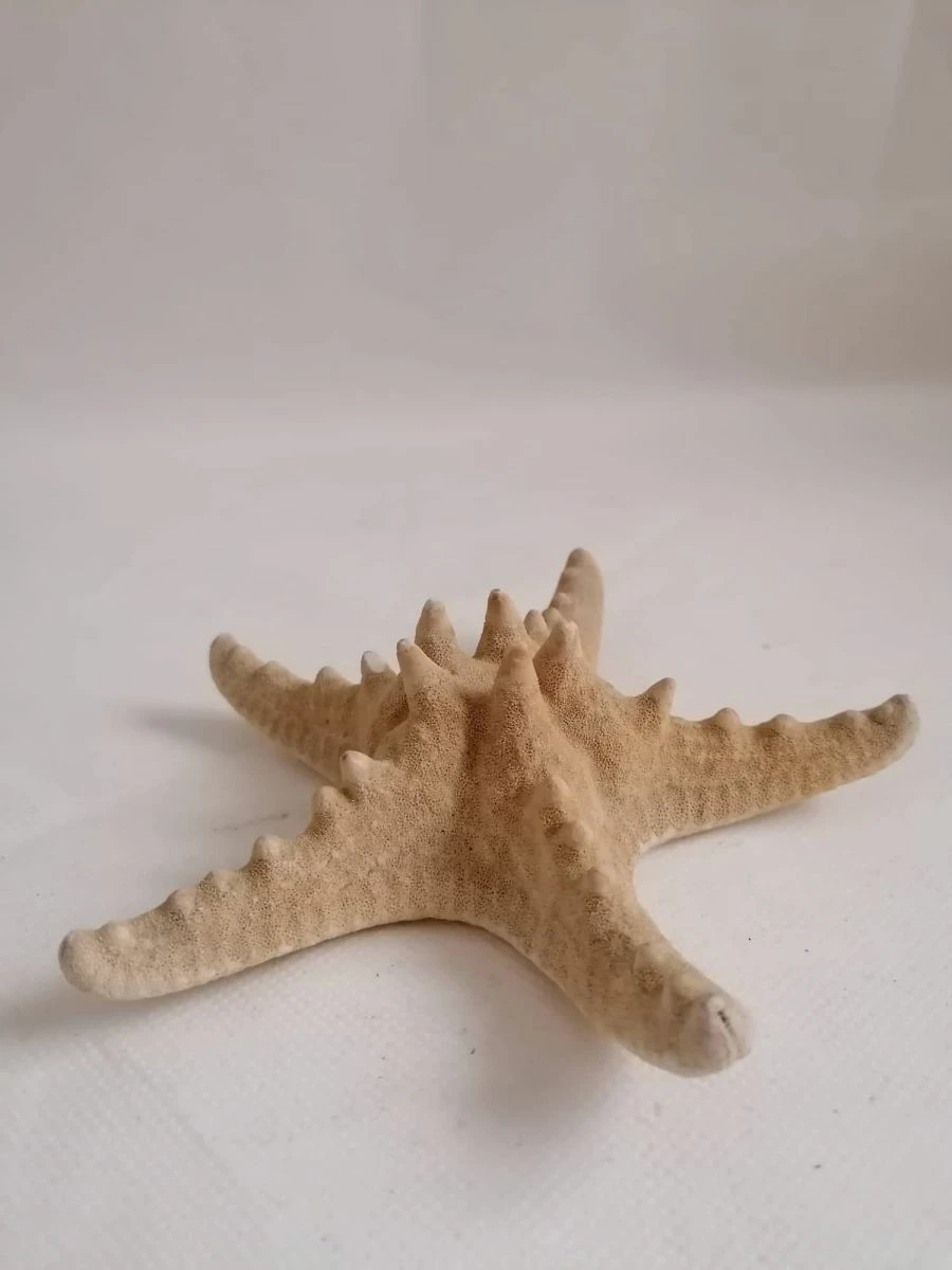 Vendora ΚΟΧΥΛΙΑ Big Natural Thorny Starfish, Sea Ocean Water Marine Ornamental Bathroom Shell 3 Vendora ΚΟΧΥΛΙΑ Big Natural Thorny Starfish, Sea Ocean Water Marine Ornamental Bathroom Shell