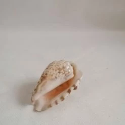 Vendora ΚΟΧΥΛΙΑ Natural Conch Shell Dragon Head Snail 8cm 8 Vendora ΚΟΧΥΛΙΑ Natural Conch Shell Dragon Head Snail 8cm -vendora shop 68d079d66f5f8567a130f42dd88a3412afc60a5c xl