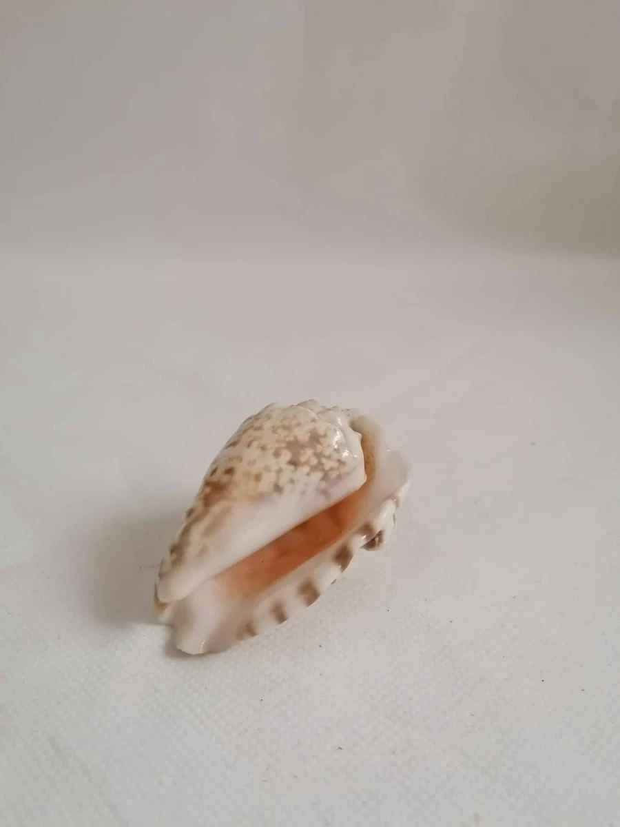 Vendora ΚΟΧΥΛΙΑ Natural Conch Shell Dragon Head Snail 8cm 4 Vendora ΚΟΧΥΛΙΑ Natural Conch Shell Dragon Head Snail 8cm - Image 2