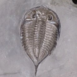 Vendora Φυσικο Απολιθωμα Ασπονδυλο Τριλοβιτης