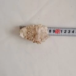 Vendora ΚΟΧΥΛΙΑ Natural Conch Shell Dragon Head Snail 8cm 11 Vendora ΚΟΧΥΛΙΑ Natural Conch Shell Dragon Head Snail 8cm -vendora shop 6b91051b0cfa3d88763fec342f2d02faa7a16ee6 xl