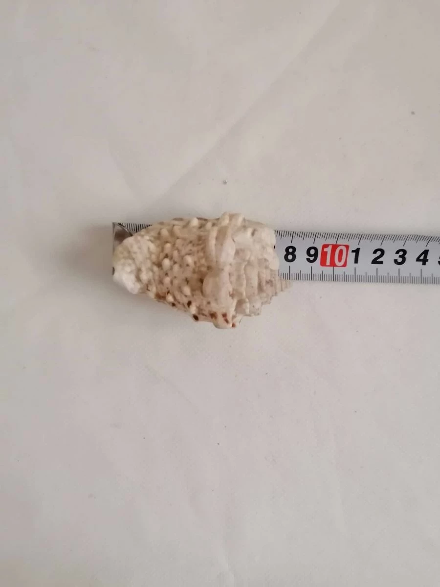 Vendora ΚΟΧΥΛΙΑ Natural Conch Shell Dragon Head Snail 8cm 7 Vendora ΚΟΧΥΛΙΑ Natural Conch Shell Dragon Head Snail 8cm - Image 5