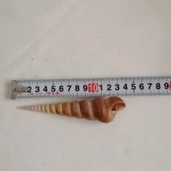 Vendora ΚΟΧΥΛΙΑ Natural Conch Shell Cony 13,5cm 7 Vendora ΚΟΧΥΛΙΑ Natural Conch Shell Cony 13,5cm -vendora shop 6bc4d2e1cc46d09fcb28814880842b834e100e6d xl