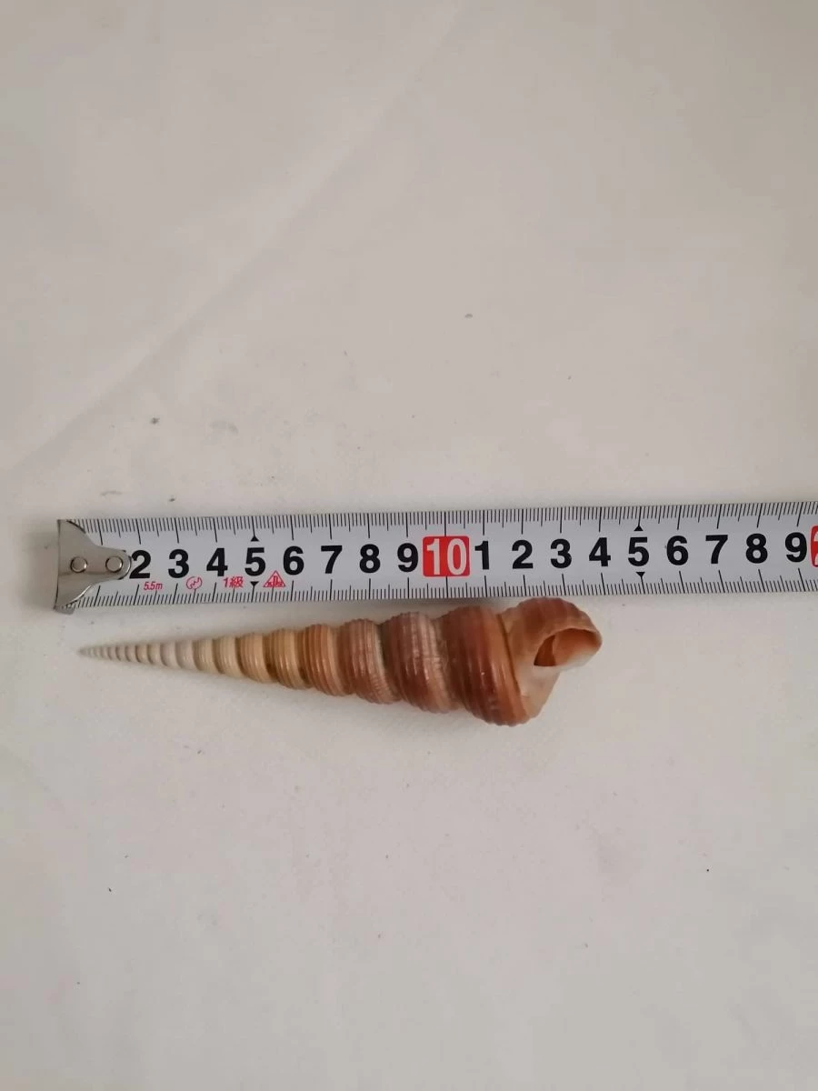 Vendora ΚΟΧΥΛΙΑ Natural Conch Shell Cony 13,5cm 4 Vendora ΚΟΧΥΛΙΑ Natural Conch Shell Cony 13,5cm - Image 2