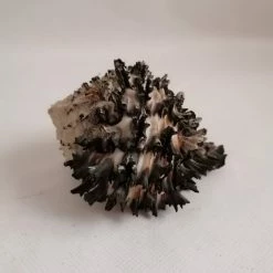 Vendora ΚΟΧΥΛΙΑ Murex Black Spiral Sea Shells Size 10cm Natural