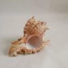 Vendora ΚΟΧΥΛΙΑ Marine Sea Decoration 11,5 Cm Big Conch Natural Ornaments Shell -vendora shop 6cb53dc5a2c87f1320d921f282930c4899c7fab6 xl