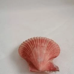Vendora ΚΟΧΥΛΙΑ Natural Seashell Sealed Pink Shell 8cm -vendora shop 6ea44222dba5e265a3aa7209c6ca8225bbe63af7 xl