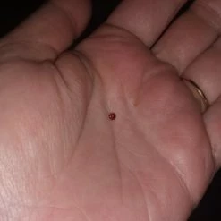 Vendora Garnet ημιπολυτιμοι λιθοι 21 Vendora Garnet ημιπολυτιμοι λιθοι -vendora shop 6f2ba63e333bdb2c32cdd4eab248c5533d4c57ce xl