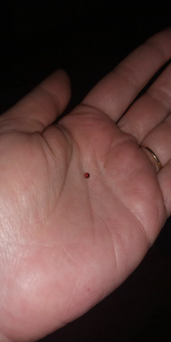 Vendora Garnet ημιπολυτιμοι λιθοι 12 Vendora Garnet ημιπολυτιμοι λιθοι - Image 10