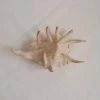 Vendora ΚΟΧΥΛΙΑ Natural Conch Shells Spider Shell 13cm -vendora shop 6f49244f7d15a4504e52e5e4d743ca7ef081f0f4 xl